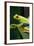 Red Eyed Tree Frog, Costa Rica-Paul Souders-Framed Photographic Print