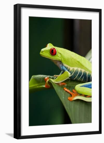 Red Eyed Tree Frog, Costa Rica-Paul Souders-Framed Photographic Print