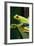 Red Eyed Tree Frog, Costa Rica-Paul Souders-Framed Photographic Print