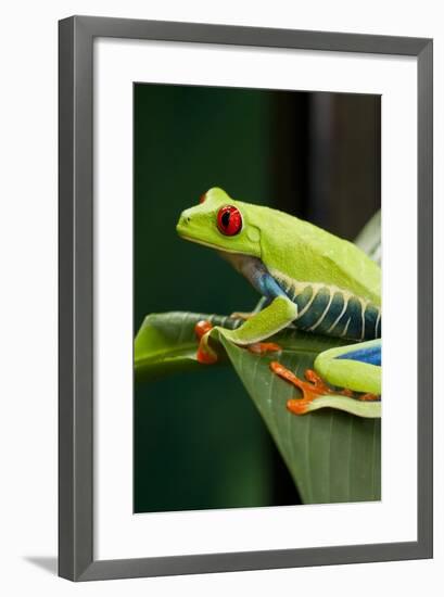 Red Eyed Tree Frog, Costa Rica-Paul Souders-Framed Photographic Print