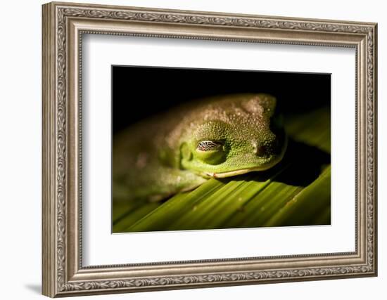 Red Eyed Tree Frog, Costa Rica-Paul Souders-Framed Photographic Print