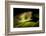 Red Eyed Tree Frog, Costa Rica-Paul Souders-Framed Photographic Print