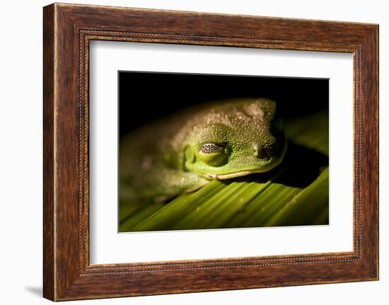 Red Eyed Tree Frog, Costa Rica-Paul Souders-Framed Photographic Print