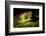 Red Eyed Tree Frog, Costa Rica-Paul Souders-Framed Photographic Print