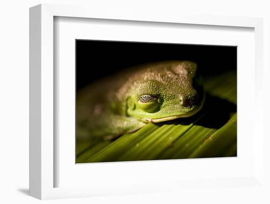 Red Eyed Tree Frog, Costa Rica-Paul Souders-Framed Photographic Print