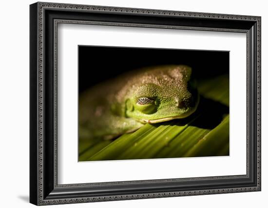 Red Eyed Tree Frog, Costa Rica-Paul Souders-Framed Photographic Print