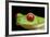 Red Eyed Tree Frog, Costa Rica-Paul Souders-Framed Photographic Print