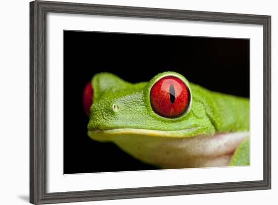 Red Eyed Tree Frog, Costa Rica-Paul Souders-Framed Photographic Print