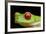 Red Eyed Tree Frog, Costa Rica-Paul Souders-Framed Photographic Print