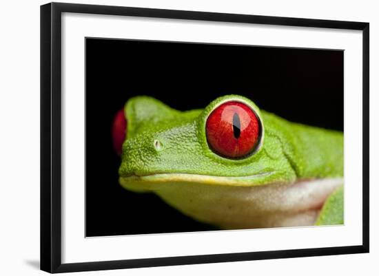 Red Eyed Tree Frog, Costa Rica-Paul Souders-Framed Photographic Print