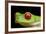 Red Eyed Tree Frog, Costa Rica-Paul Souders-Framed Photographic Print