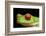 Red Eyed Tree Frog, Costa Rica-Paul Souders-Framed Photographic Print