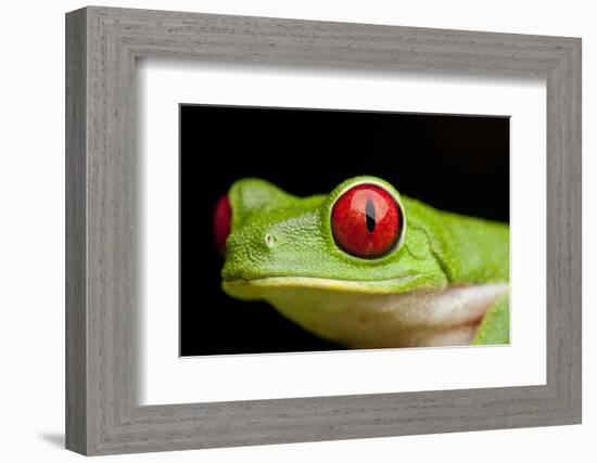 Red Eyed Tree Frog, Costa Rica-Paul Souders-Framed Photographic Print