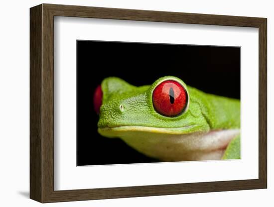 Red Eyed Tree Frog, Costa Rica-Paul Souders-Framed Photographic Print