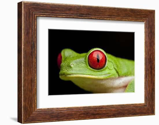 Red Eyed Tree Frog, Costa Rica-Paul Souders-Framed Photographic Print