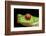 Red Eyed Tree Frog, Costa Rica-Paul Souders-Framed Photographic Print