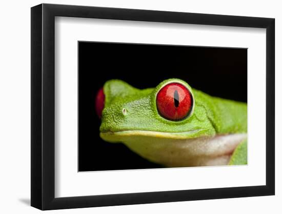 Red Eyed Tree Frog, Costa Rica-Paul Souders-Framed Photographic Print