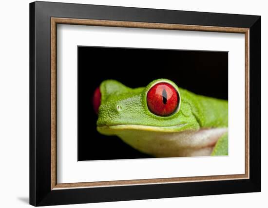 Red Eyed Tree Frog, Costa Rica-Paul Souders-Framed Photographic Print