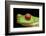 Red Eyed Tree Frog, Costa Rica-Paul Souders-Framed Photographic Print