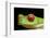 Red Eyed Tree Frog, Costa Rica-Paul Souders-Framed Photographic Print