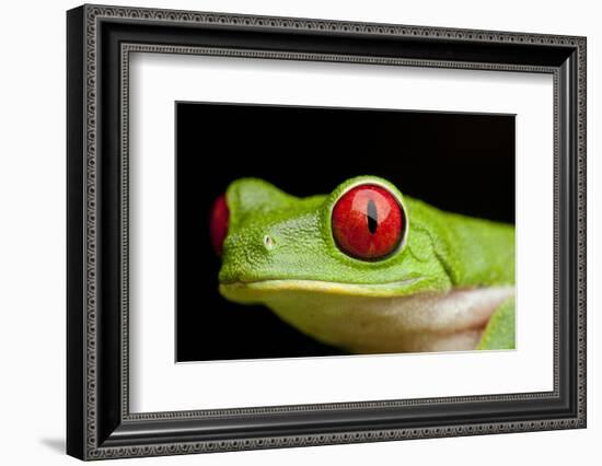 Red Eyed Tree Frog, Costa Rica-Paul Souders-Framed Photographic Print