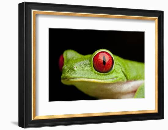 Red Eyed Tree Frog, Costa Rica-Paul Souders-Framed Photographic Print