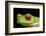 Red Eyed Tree Frog, Costa Rica-Paul Souders-Framed Photographic Print