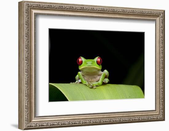 Red Eyed Tree Frog, Costa Rica-null-Framed Photographic Print