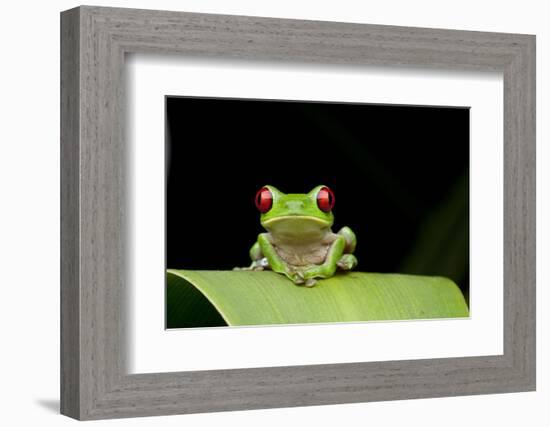 Red Eyed Tree Frog, Costa Rica-null-Framed Photographic Print