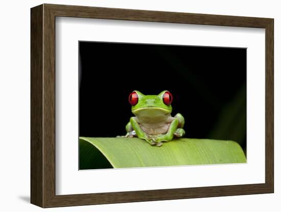 Red Eyed Tree Frog, Costa Rica-null-Framed Photographic Print