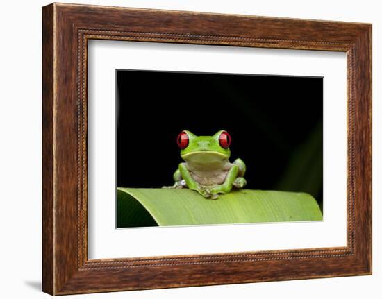 Red Eyed Tree Frog, Costa Rica-null-Framed Photographic Print