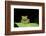 Red Eyed Tree Frog, Costa Rica-null-Framed Photographic Print