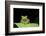 Red Eyed Tree Frog, Costa Rica-null-Framed Photographic Print