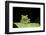 Red Eyed Tree Frog, Costa Rica-null-Framed Photographic Print