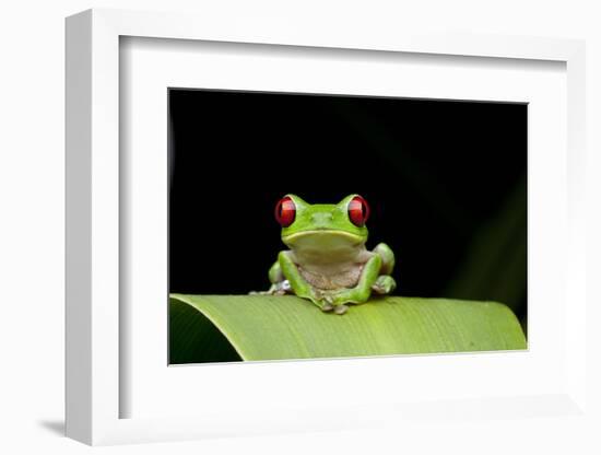 Red Eyed Tree Frog, Costa Rica-null-Framed Photographic Print