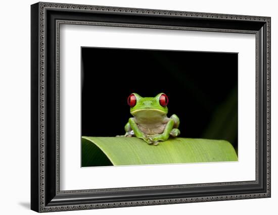 Red Eyed Tree Frog, Costa Rica-null-Framed Photographic Print