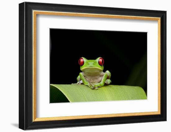 Red Eyed Tree Frog, Costa Rica-null-Framed Photographic Print