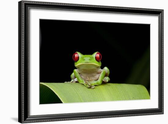 Red Eyed Tree Frog, Costa Rica-null-Framed Photographic Print