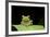 Red Eyed Tree Frog, Costa Rica-null-Framed Photographic Print