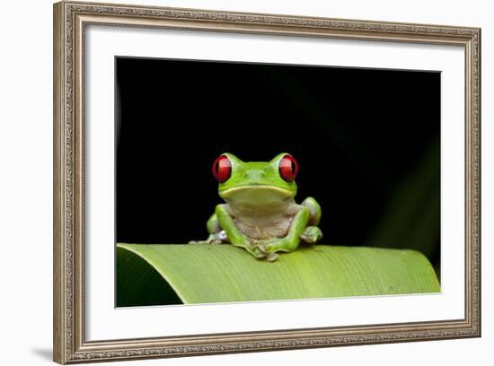 Red Eyed Tree Frog, Costa Rica-null-Framed Photographic Print