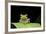 Red Eyed Tree Frog, Costa Rica-null-Framed Photographic Print