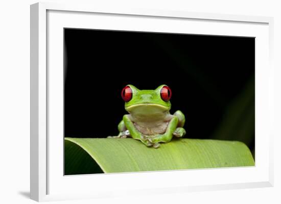 Red Eyed Tree Frog, Costa Rica-null-Framed Photographic Print