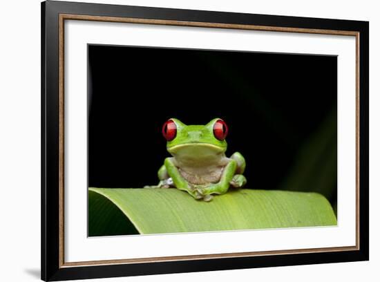 Red Eyed Tree Frog, Costa Rica-null-Framed Photographic Print