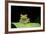 Red Eyed Tree Frog, Costa Rica-null-Framed Photographic Print