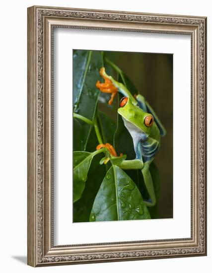 Red Eyed Tree Frog, Costa Rica-null-Framed Photographic Print