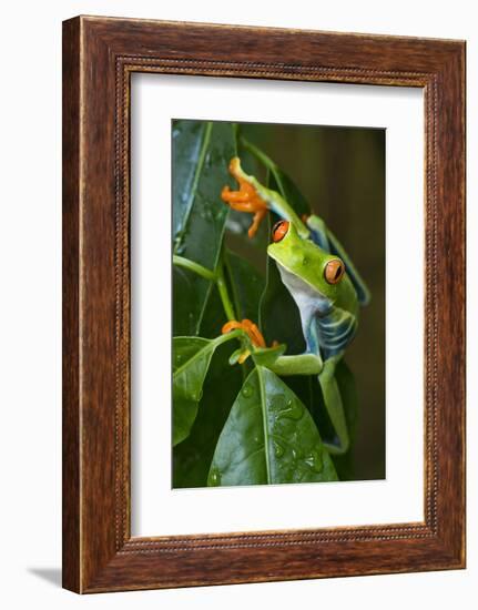 Red Eyed Tree Frog, Costa Rica-null-Framed Photographic Print