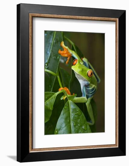 Red Eyed Tree Frog, Costa Rica-null-Framed Photographic Print