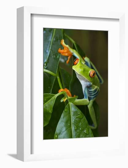 Red Eyed Tree Frog, Costa Rica-null-Framed Photographic Print