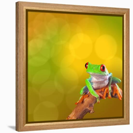 Red Eyed Tree Frog From Costa Rica Rain Forest-kikkerdirk-Framed Premier Image Canvas