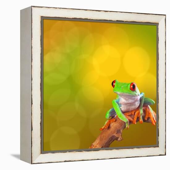 Red Eyed Tree Frog From Costa Rica Rain Forest-kikkerdirk-Framed Premier Image Canvas